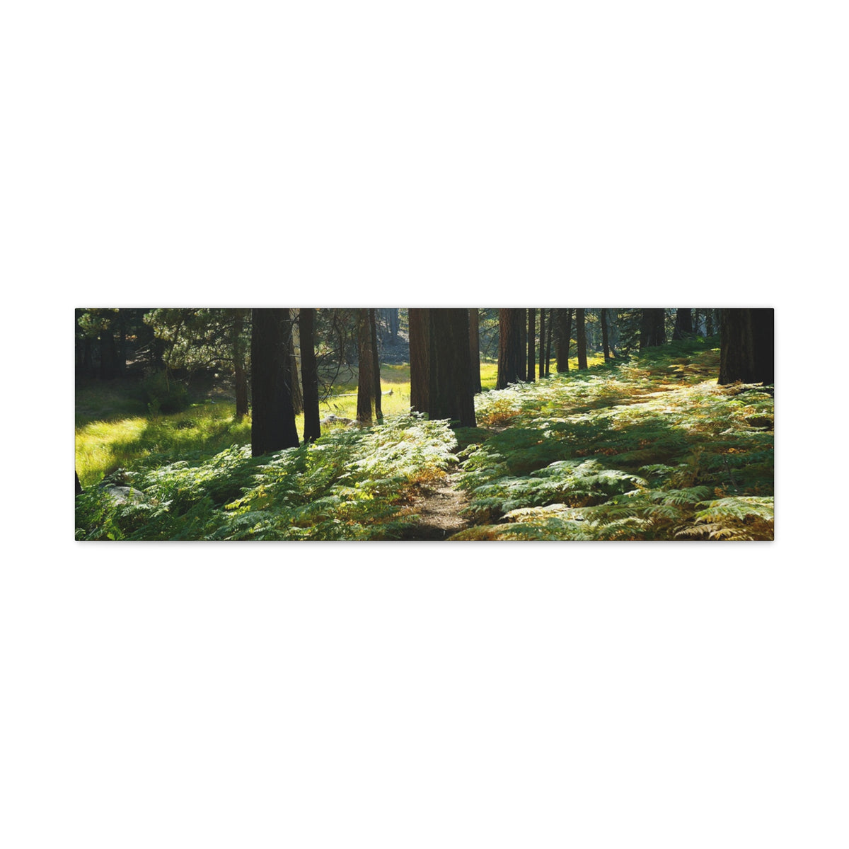 Canvas Gallery Wraps Ferns
