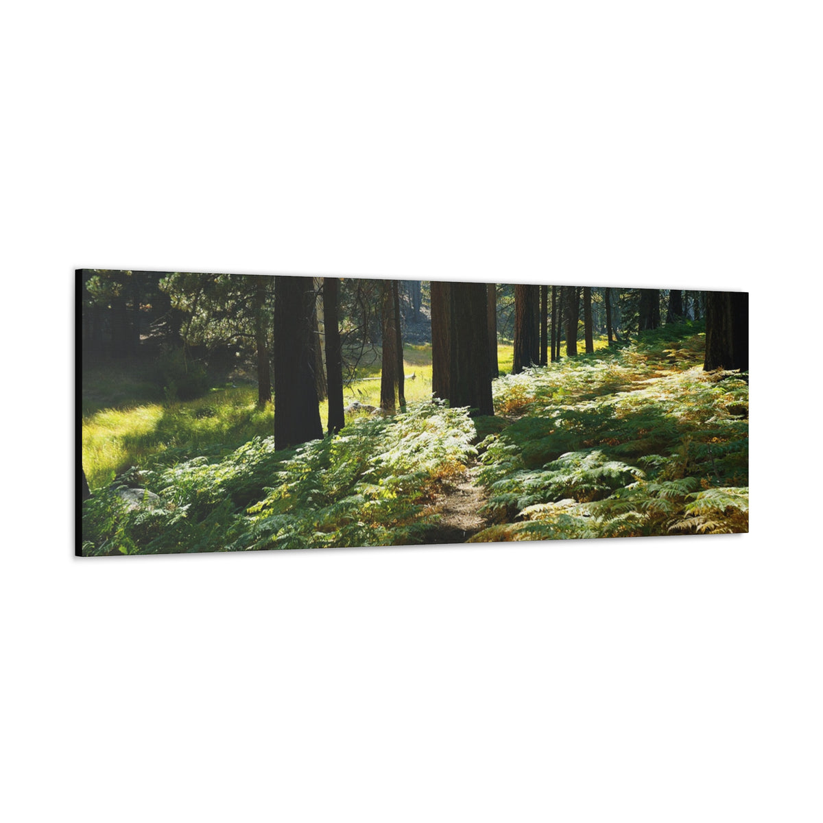Canvas Gallery Wraps Ferns