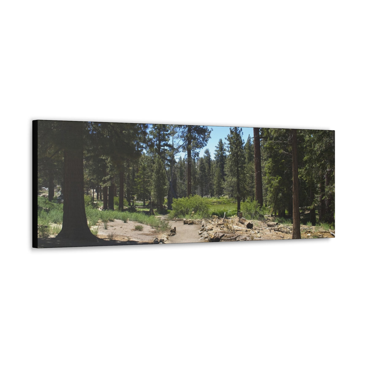 Canvas Gallery Wraps Forest