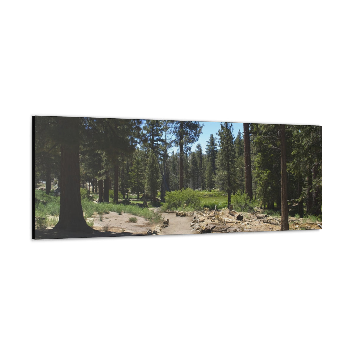 Canvas Gallery Wraps Forest